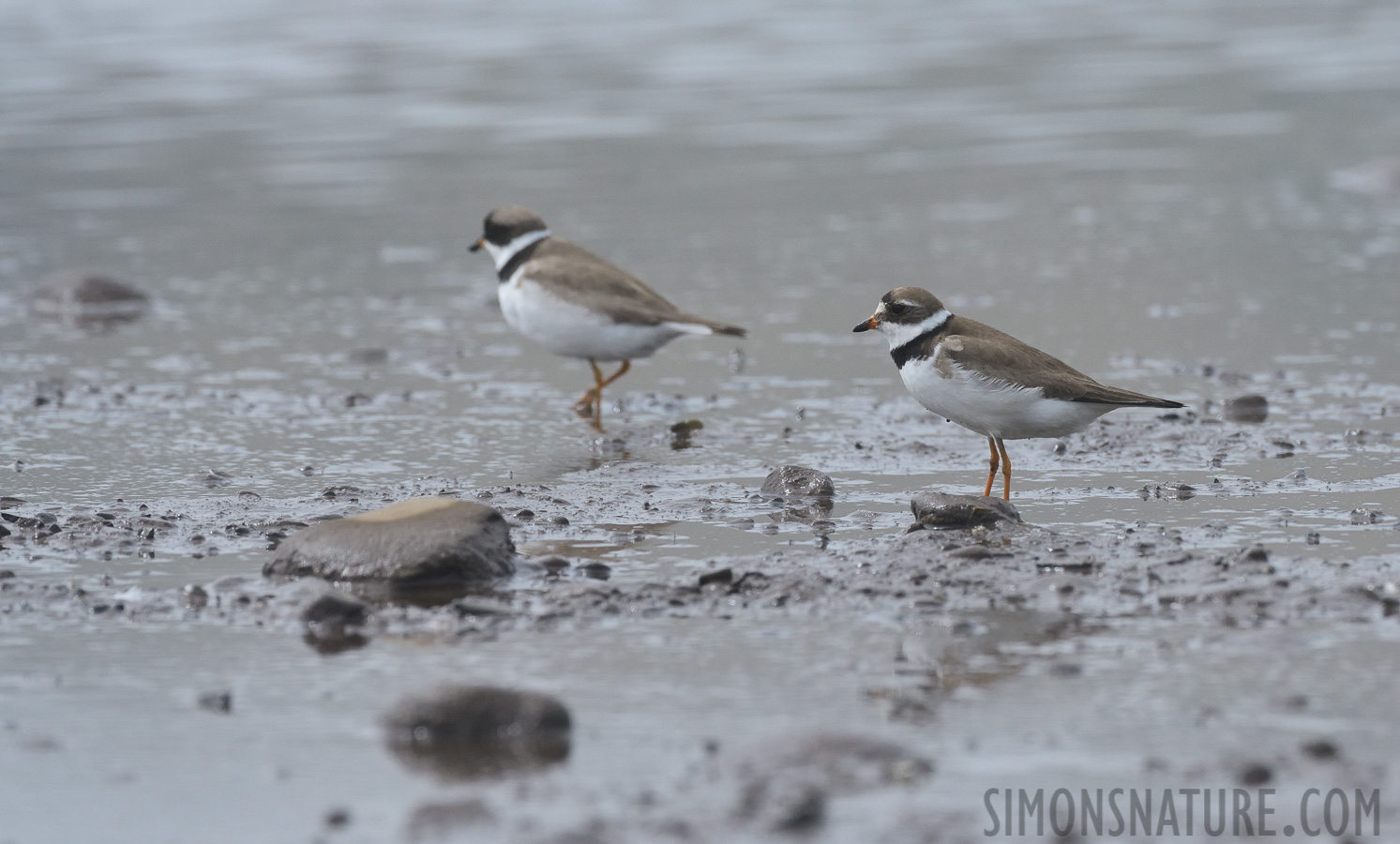 Charadrius semipalmatus [400 mm, 1/3200 sec at f / 8.0, ISO 1000]